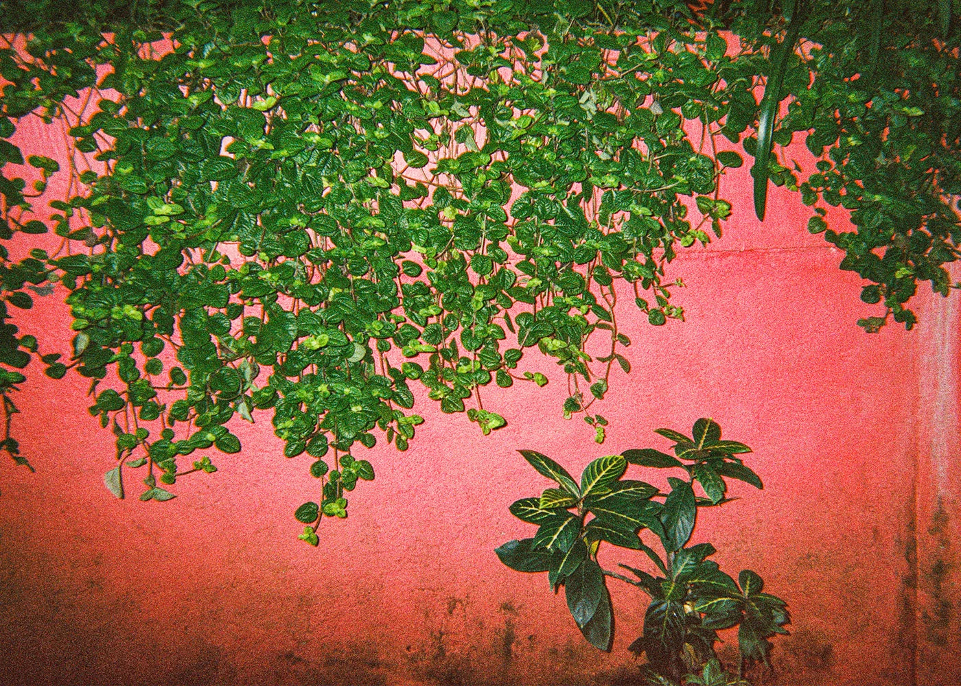Art Meets Education Print "Green Pink - Maedane, 5"